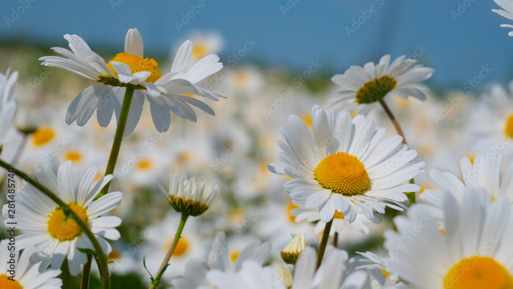 Chamomile flowers in the summer field