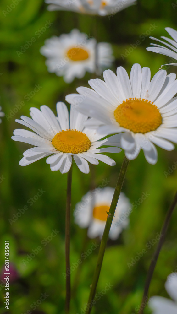 Fototapeta premium Chamomiles in the summer field close-up
