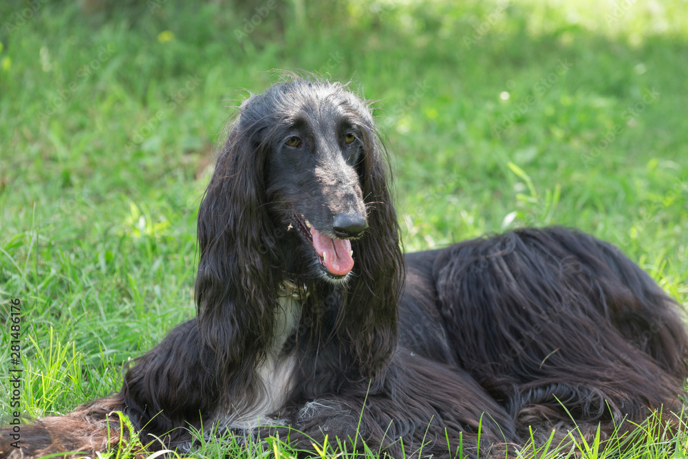 Cute afghan hound is lying on a green grass. Eastern greyhound or persian greyhound. Pet animals.