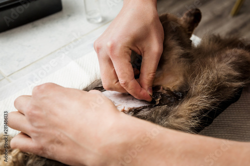 Vet shaves a cat. Sterilization of a cat. Veterinary cat surgery, bonfire, urolithiasis.