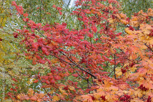 Beautiful branches of rowan-tree in the autumn park. Seasons of the year.