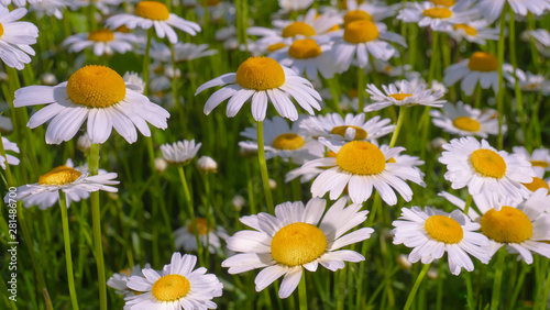 Chamomile flowers in the summer field