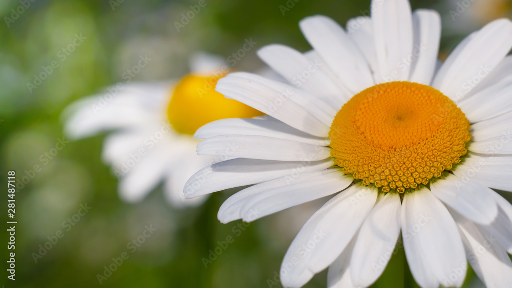 Fototapeta premium Chamomiles in the summer field close-up