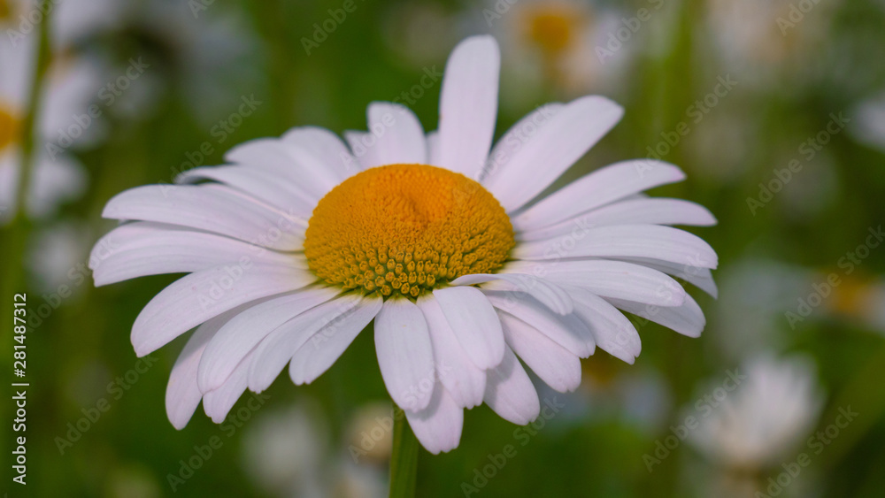 Chamomile flowers in the summer field Chamomile flowers in the summer field