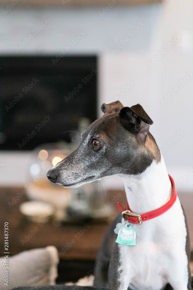 Italian Greyhound Sitting On Couch in Living Room, Black and White Greyhound