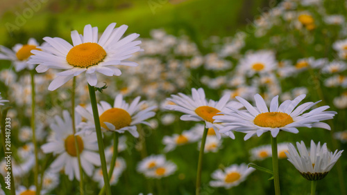 Chamomiles in the summer field close-up