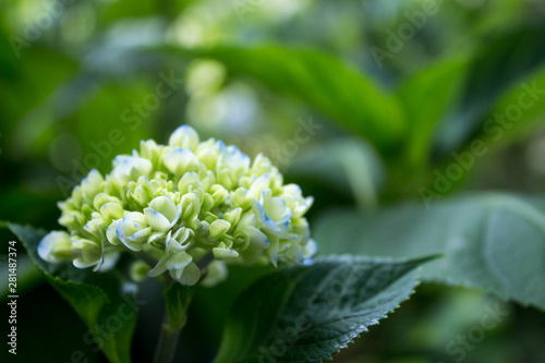 Ortensia