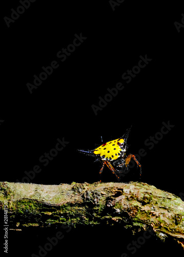 Gasteracantha hasseltii with character of yellow back thorn stay on cobweb near the timber and dark background in the forest. photo