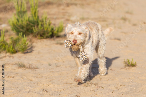 Hund im Abendlicht in der Sandkuhle © Ines Hasenau