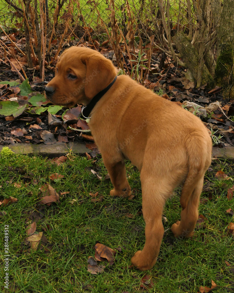 Rot brauner junger Labrador Welpe steht im Garten zwischen Herbst Blättern