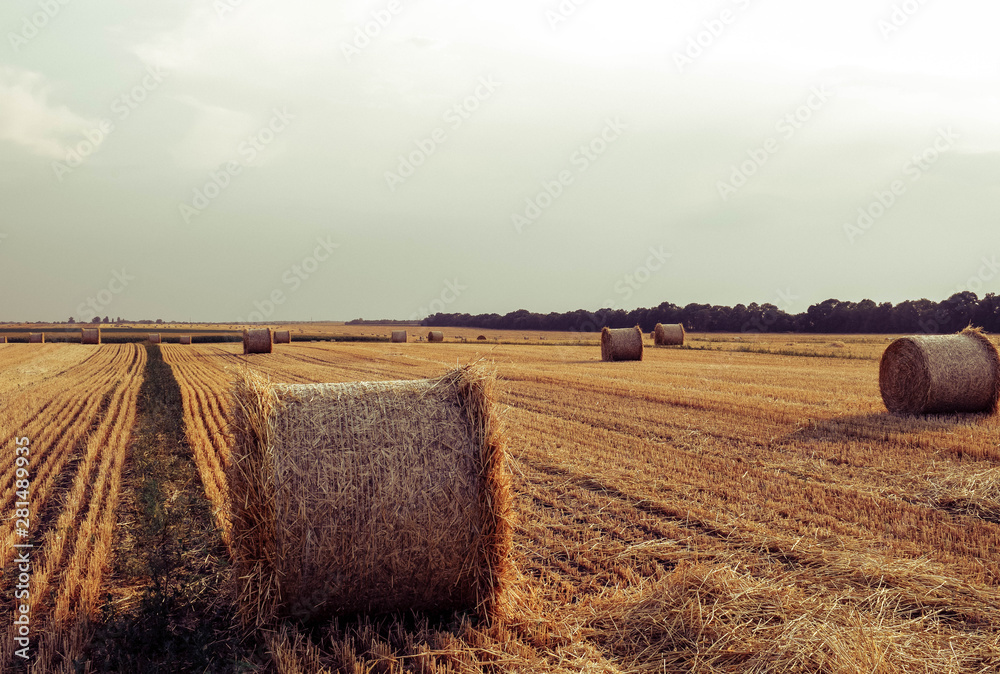 Freshly rolled hay bales in a field in Ukraine