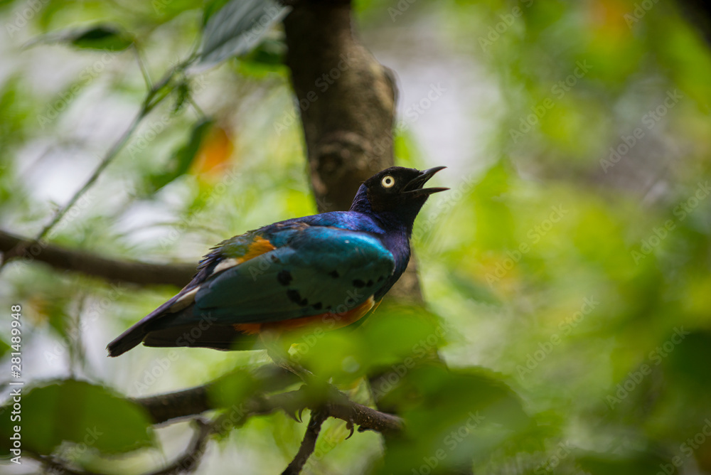 Superb starling, Lamprotornis superbus,