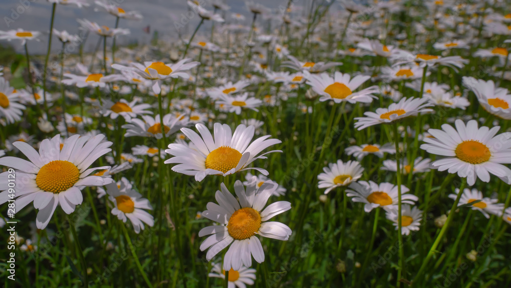 Chamomile flowers in nature 