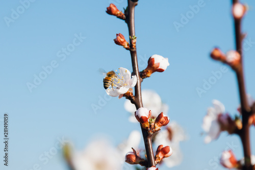 Ecological fruit trees of apricot bloom beautifully on a farm in Moldova