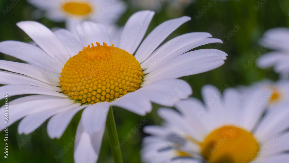 Obraz premium Chamomiles in the summer field close-up
