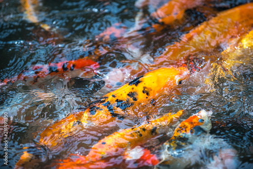 Carp Koi Background Pattern