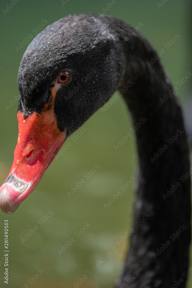 Fototapeta premium Black swan, Cygnus atratus,