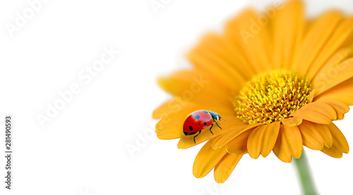 Ladybug on yellow flower isolated on white