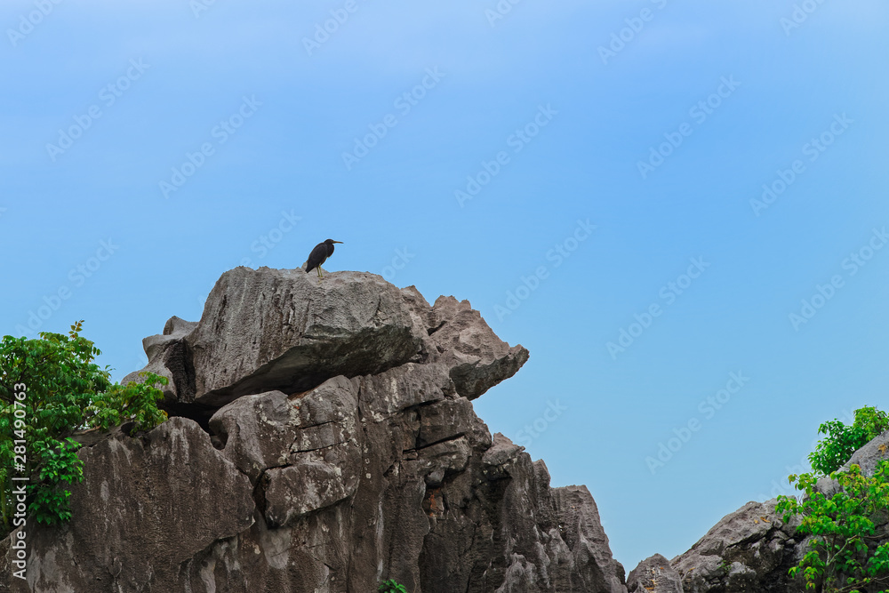 Black bird, heron on rocky formation against blue sky Black bird, heron on rocky formation against blue sky