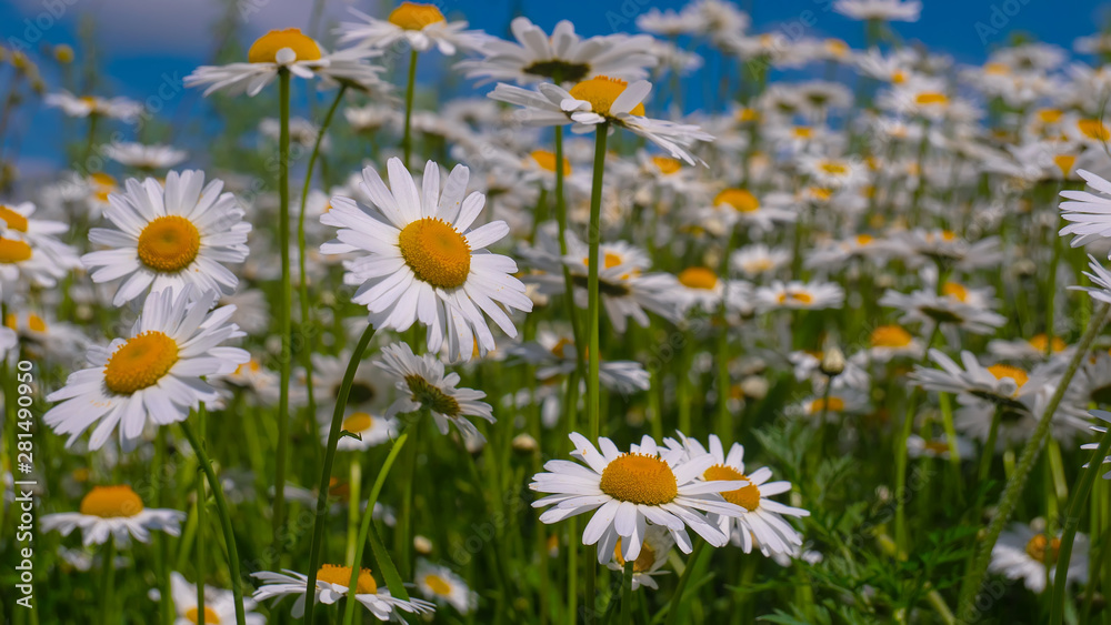 Chamomiles in the summer field close-up