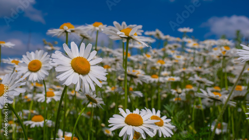 Chamomiles in the summer field close-up