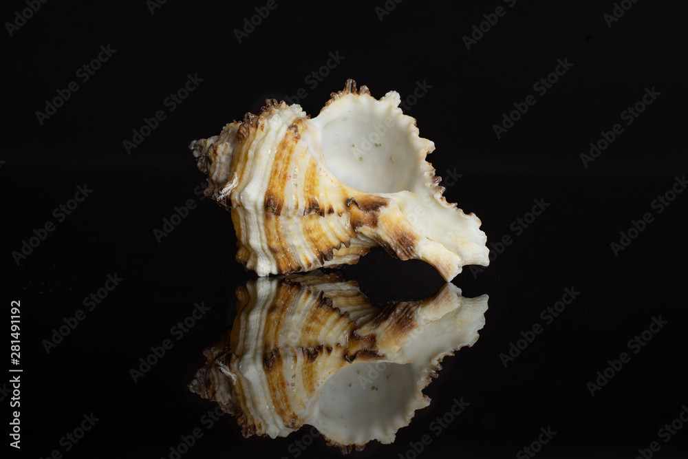 One whole mollusc shell with spikes isolated on black glass One whole mollusc shell with spikes isolated on black glass