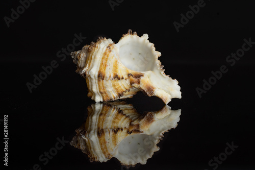One whole mollusc shell with spikes isolated on black glass