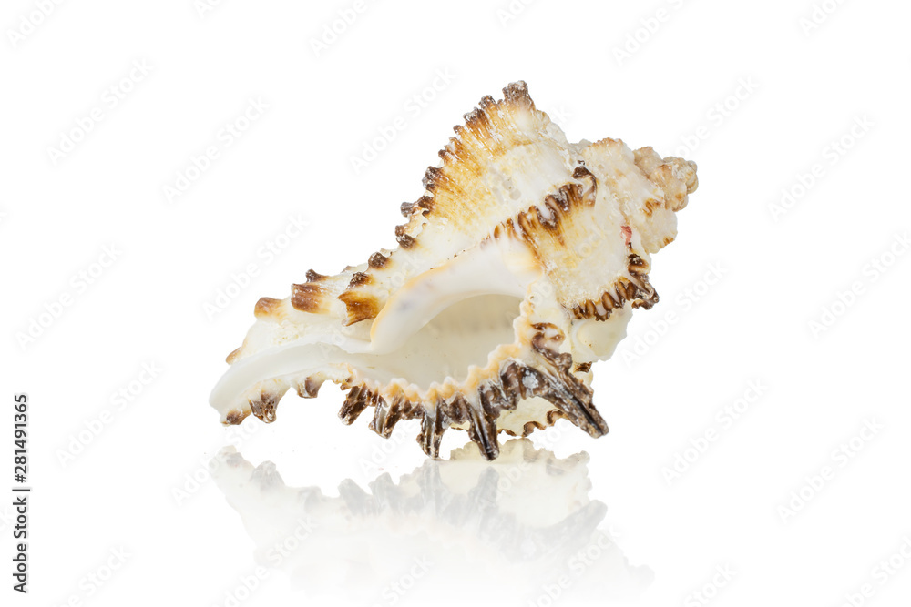One whole prickly mollusc shell empty irregular form isolated on white background One whole prickly mollusc shell empty irregular form isolated on white background