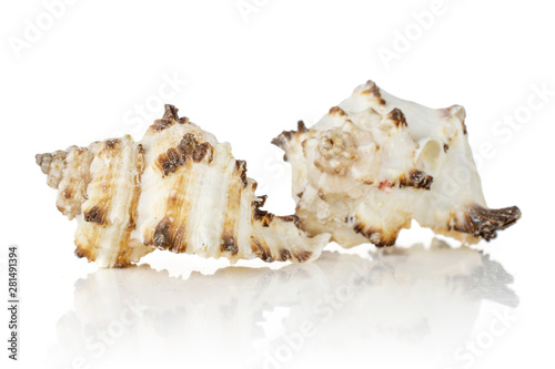 Group of two whole prickly mollusc shell with ocher spikes isolated on white background