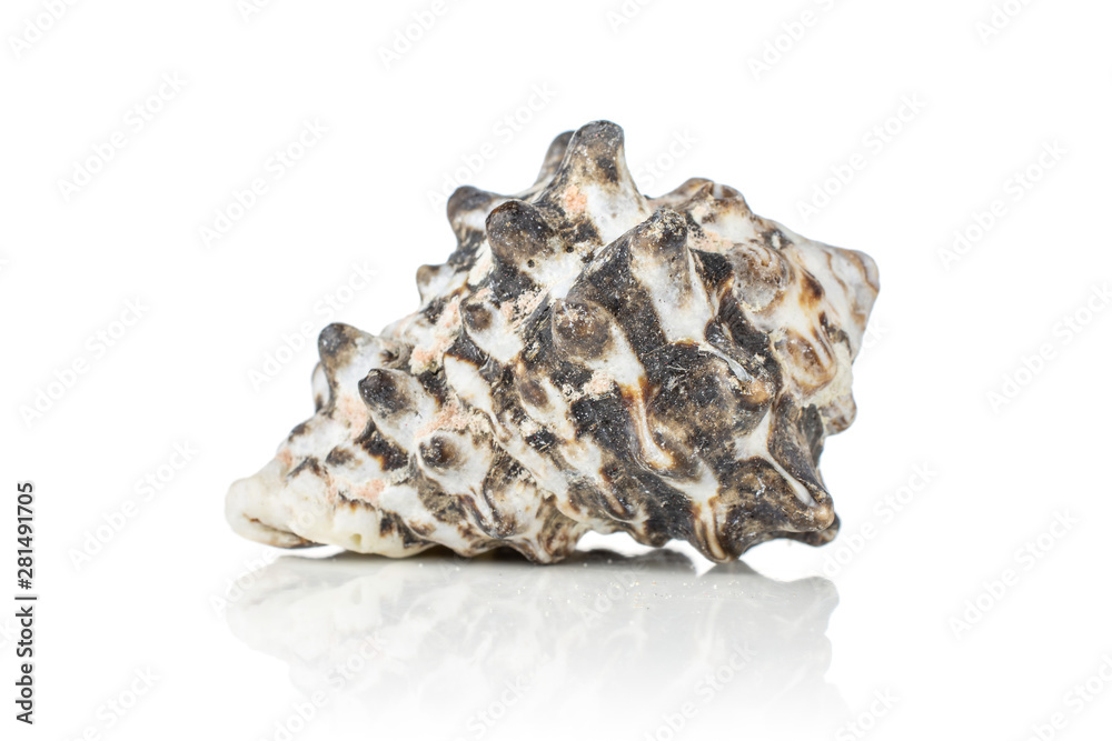 One whole mollusc shell with dark spikes isolated on white background One whole mollusc shell with dark spikes isolated on white background