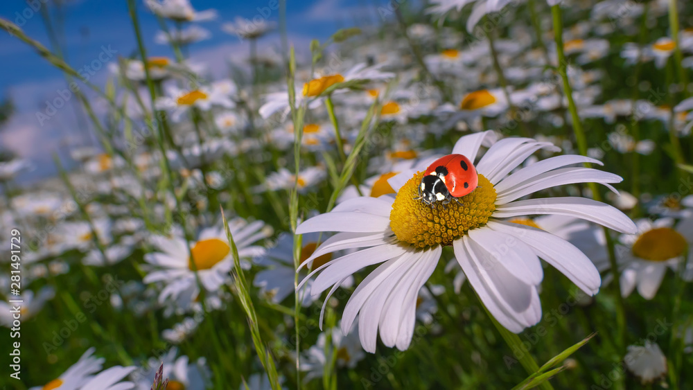 Chamomile flowers in nature 