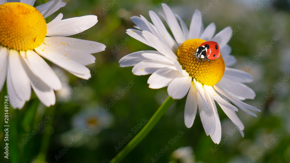 Chamomile flowers in nature