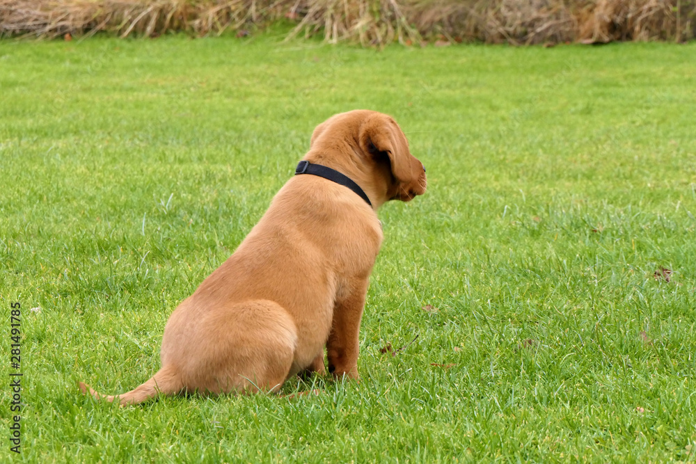 Rot brauner junger Labrador Welpe sitz in Wiese und beobachtet