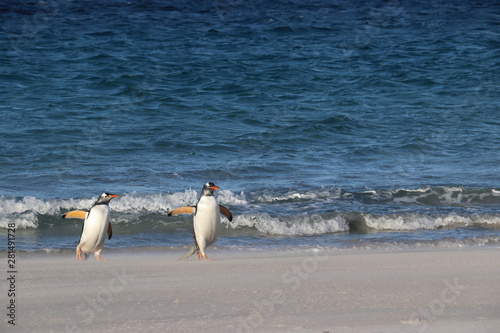 gentoo penguins leaving sea 