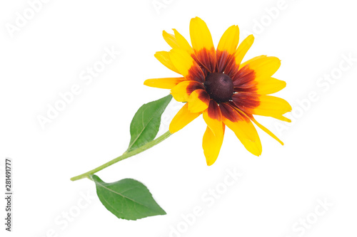 Single Rudbeckia flower with yellow petals and green leaves on a white background in closeup.