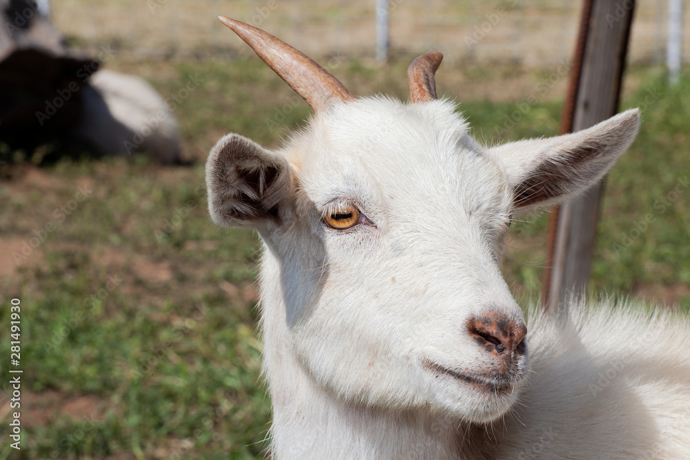 Close-Up Of White Goat With Small Horns
