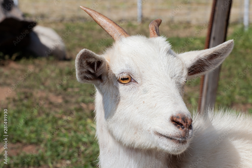 Close-Up Of White Goat With Small Horns Close-Up Of White Goat With Small Horns