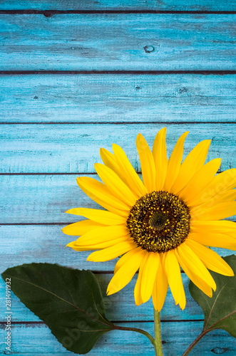 Yellow sunflower on light blue wood background with copy space. Floral composition  flat lay  top view  minimal retro style.