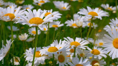 Chamomiles in the summer field close-up