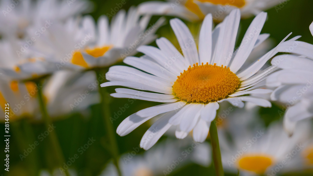 Obraz premium Chamomiles in the summer field close-up