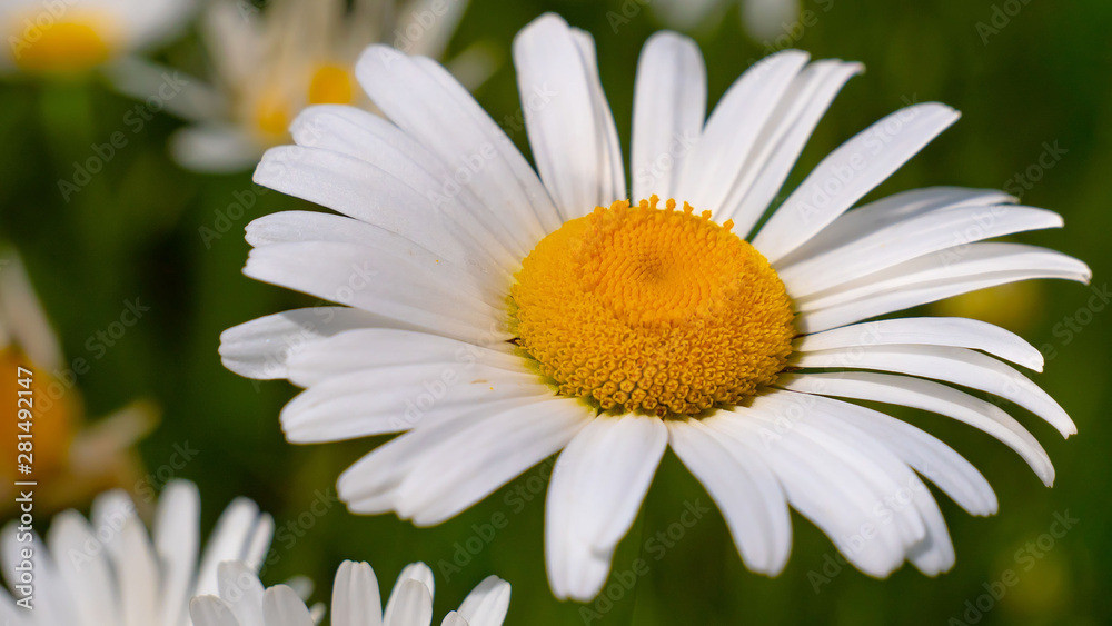 Fototapeta premium Chamomiles in the summer field close-up