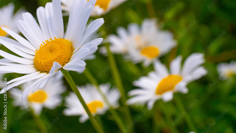 Fototapeta premium Chamomile flowers in nature 