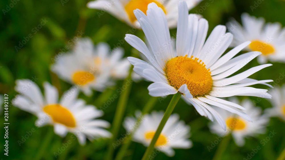 Fototapeta premium Chamomiles in the summer field close-up