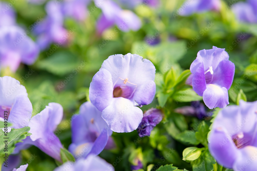 Torenia Flowers Torenia Flowers