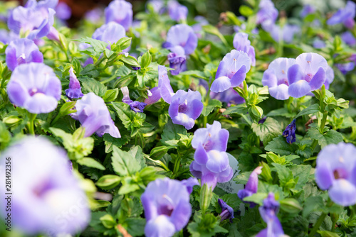 Torenia Flowers