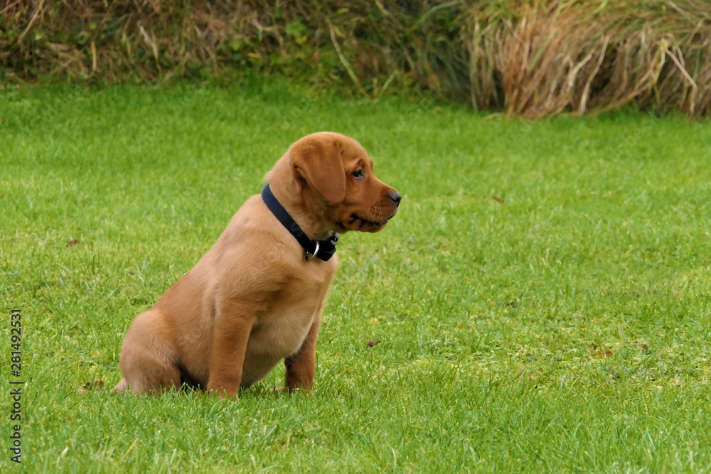 Rot brauner junger Labrador Welpe sitzt im Gras