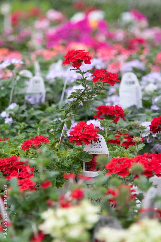Fototapeta premium Verbina Flowers