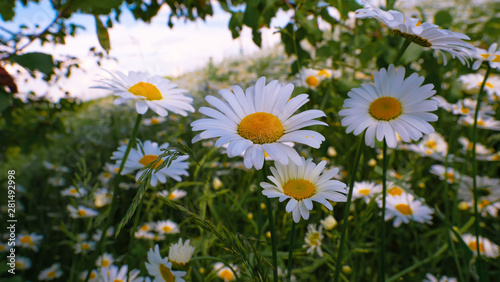 Chamomiles in the summer field close-up