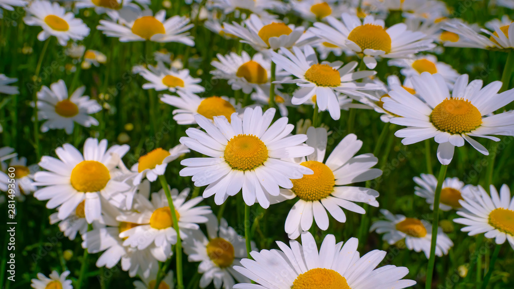 Chamomiles in the summer field close-up Chamomiles in the summer field close-up