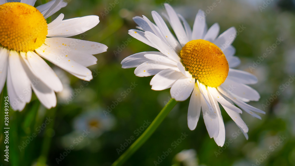 Fototapeta premium Chamomiles in the summer field close-up